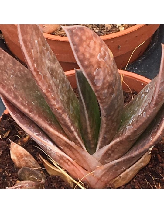 Gasteria fusco punctata Gasteria fusco punctata