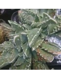 Faucaria tuberculosa