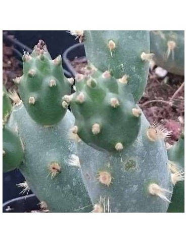 Opuntia dactylifera