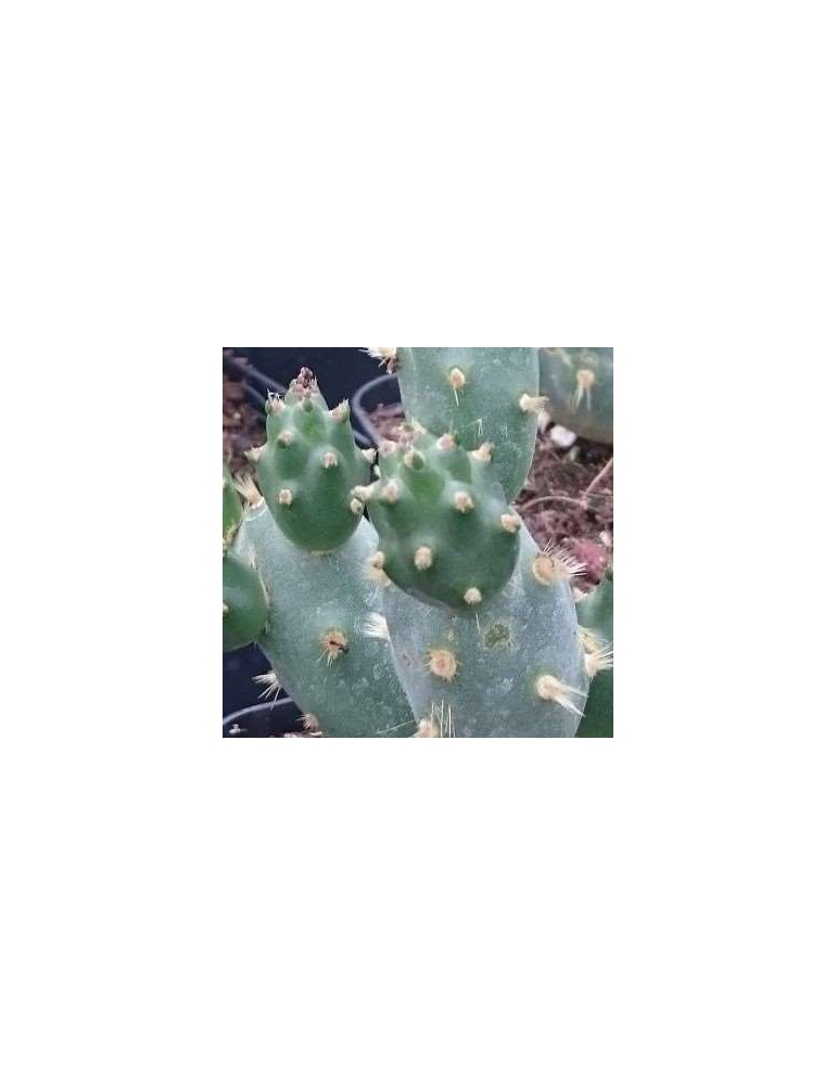 Opuntia dactylifera