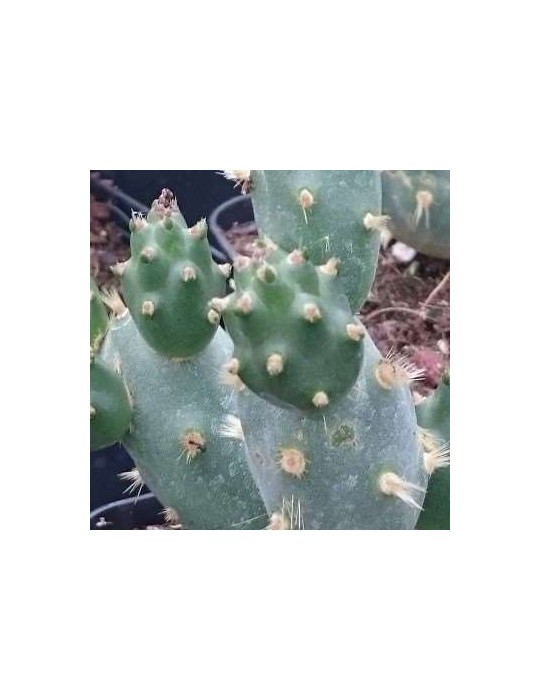 Opuntia dactylifera