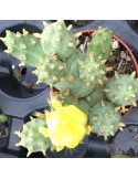 Opuntia dactylifera