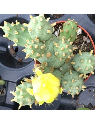 Opuntia dactylifera 2