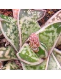 Gasteria bicolor liliputana