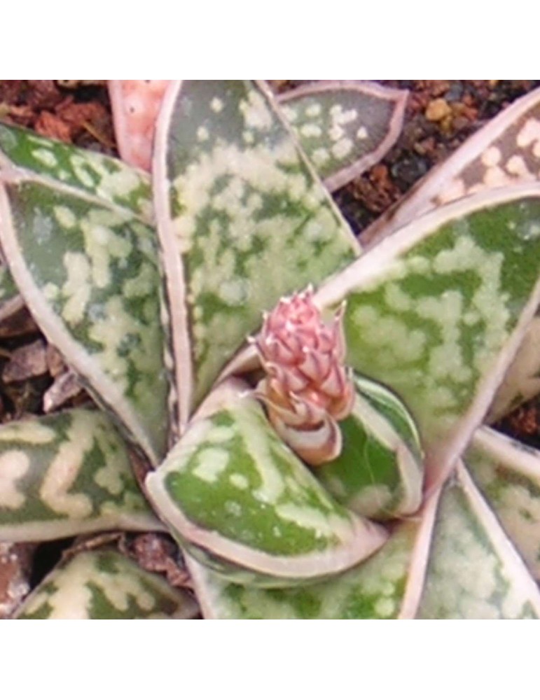 Gasteria bicolor liliputana