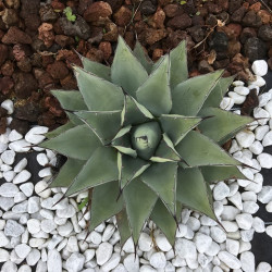 AGAVE parryi v. neomexicana