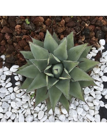 AGAVE parryi v. neomexicana