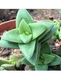 CRASSULA bride's bouquet