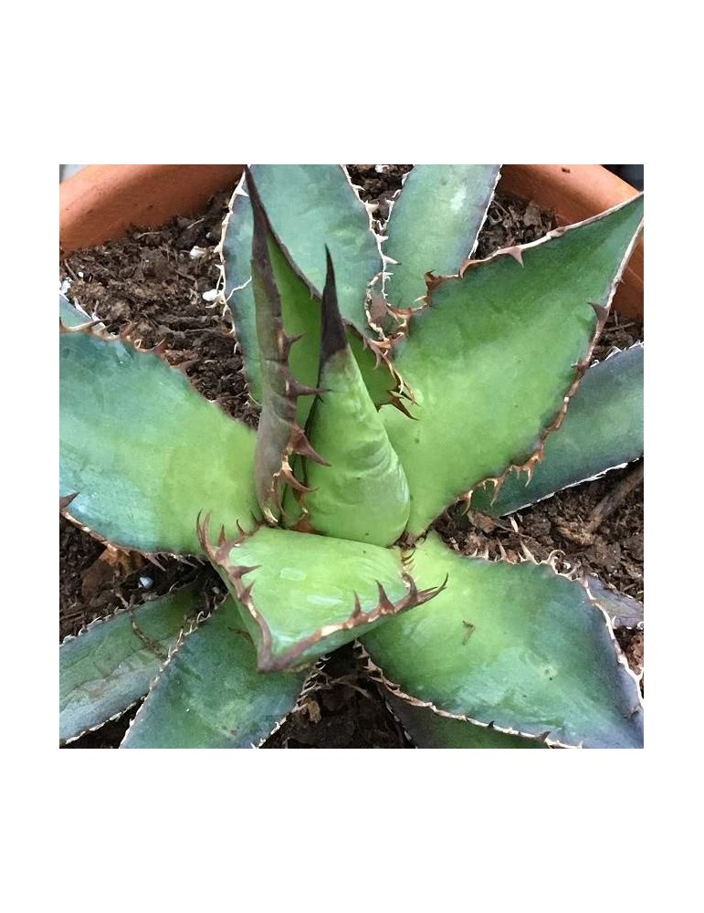 AGAVE horrida