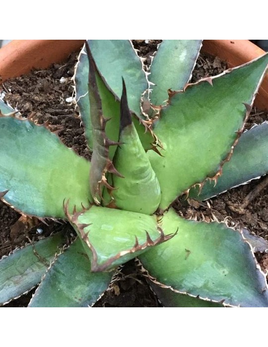 AGAVE horrida