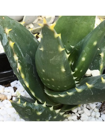 Aloe nobilis