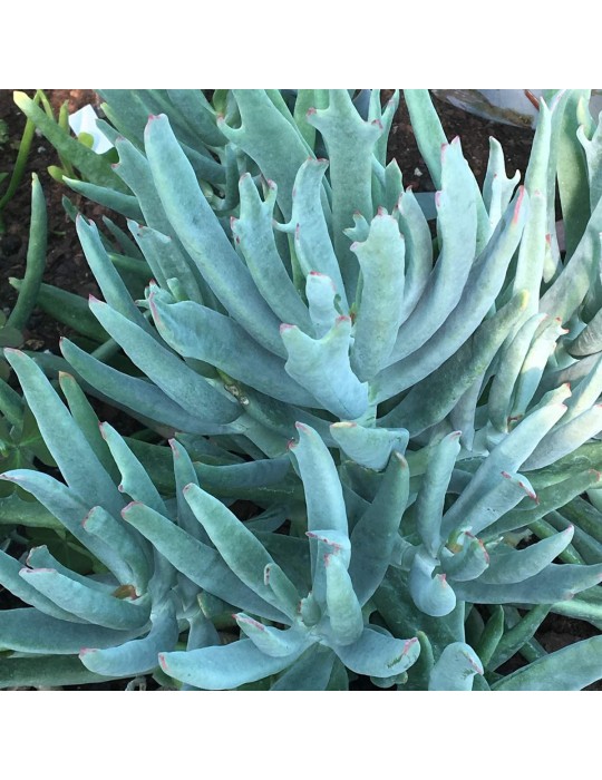 Cotyledon orbiculata var. oblonga ‘Takbok’