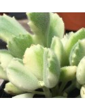 Cotyledon ladysmithiensis variegata