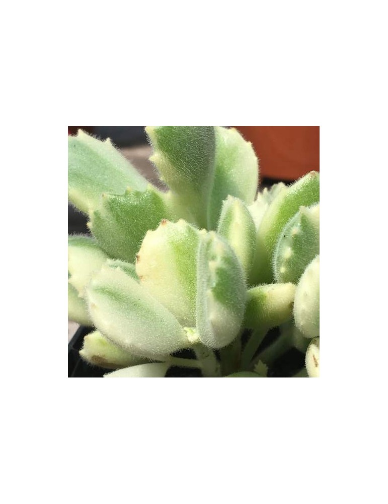 Cotyledon ladysmithiensis variegata