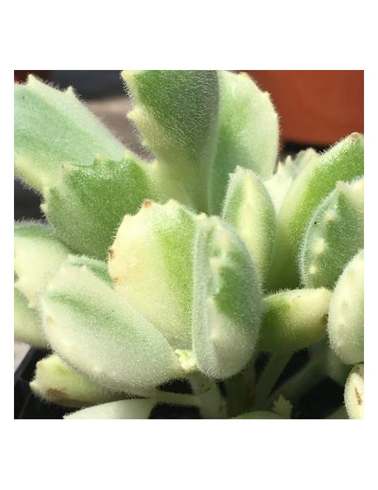 Cotyledon ladysmithiensis variegata