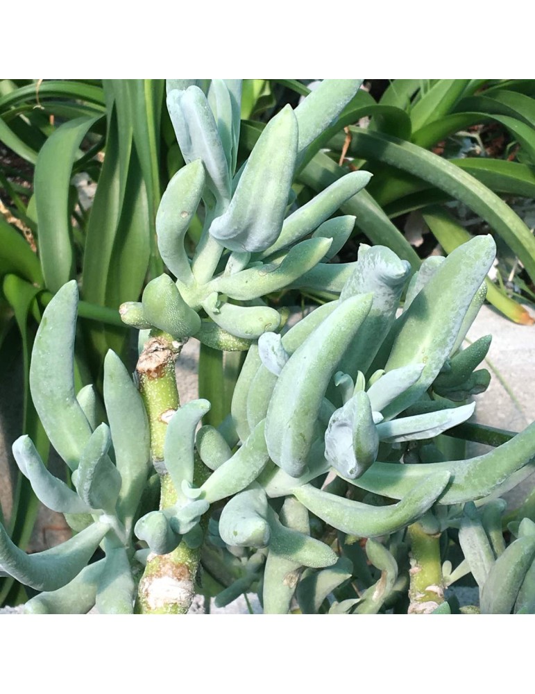 Senecio cephalophorus