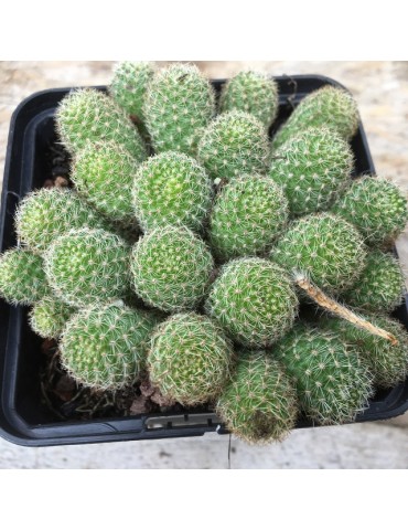 Rebutia sp