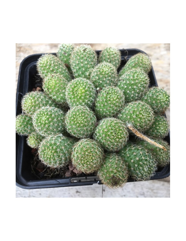 Rebutia sp