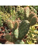 OPUNTIA rufida minor