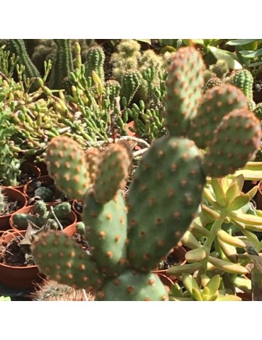 OPUNTIA rufida minor