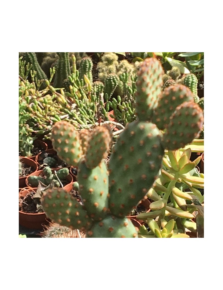 OPUNTIA rufida minor