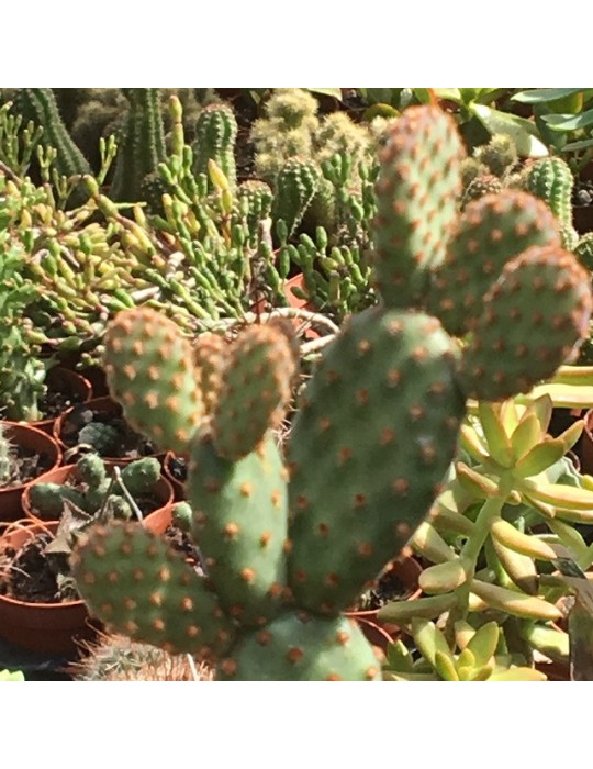 OPUNTIA rufida minor