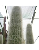 Cleistocactus strausii