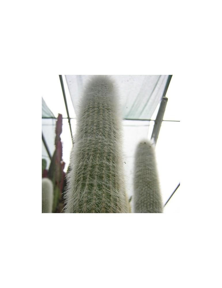 Cleistocactus strausii