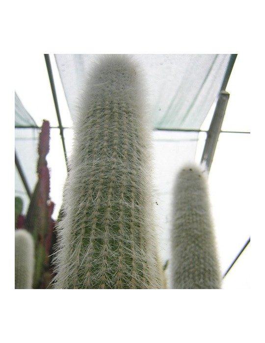 Cleistocactus strausii Cleistocactus strausii
