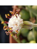 Senecio rowleyanus