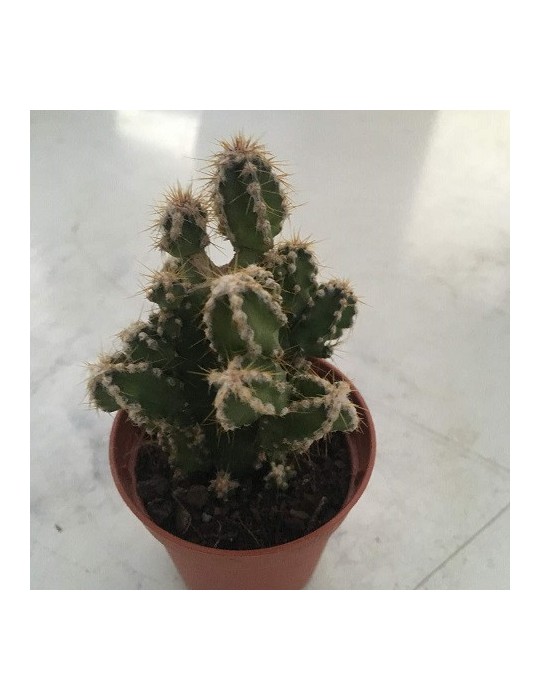 Cereus tetragonus "Fairy Castle"