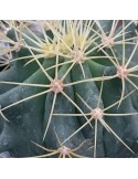 FEROCACTUS glaucescens