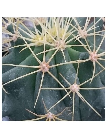 FEROCACTUS glaucescens