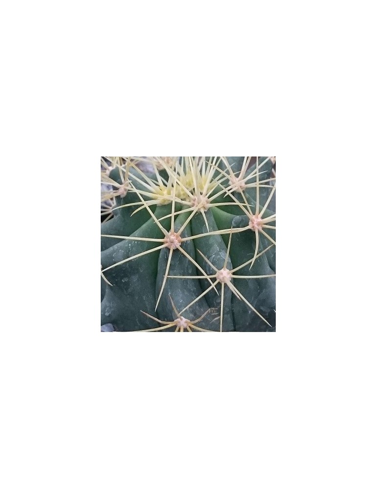 FEROCACTUS glaucescens