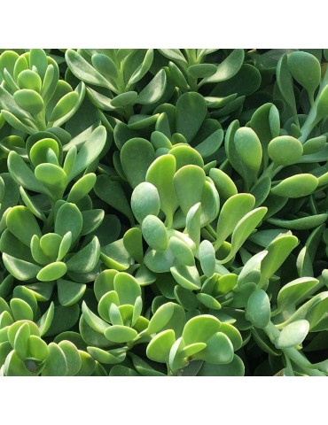 Senecio jacobsenii 2