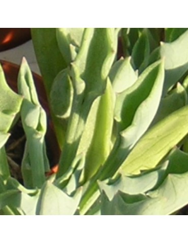 Senecio ficoides 2
