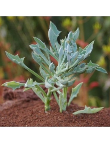 Senecio cuneatus