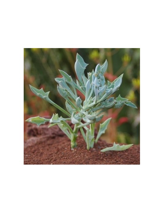 Senecio ficoides