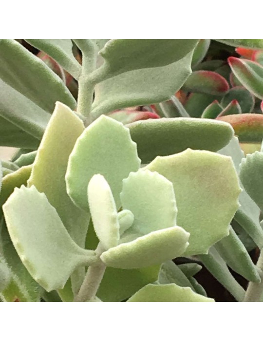 KALANCHOE millotii