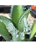 KALANCHOE laetivirens