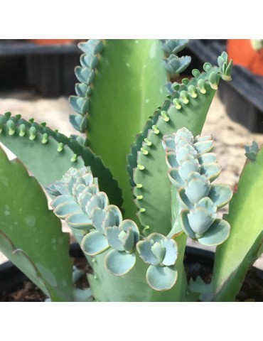 KALANCHOE laetivirens