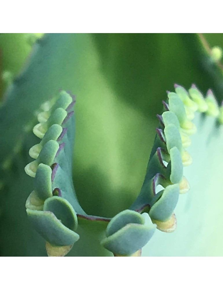 KALANCHOE laetivirens