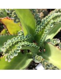 KALANCHOE laetivirens