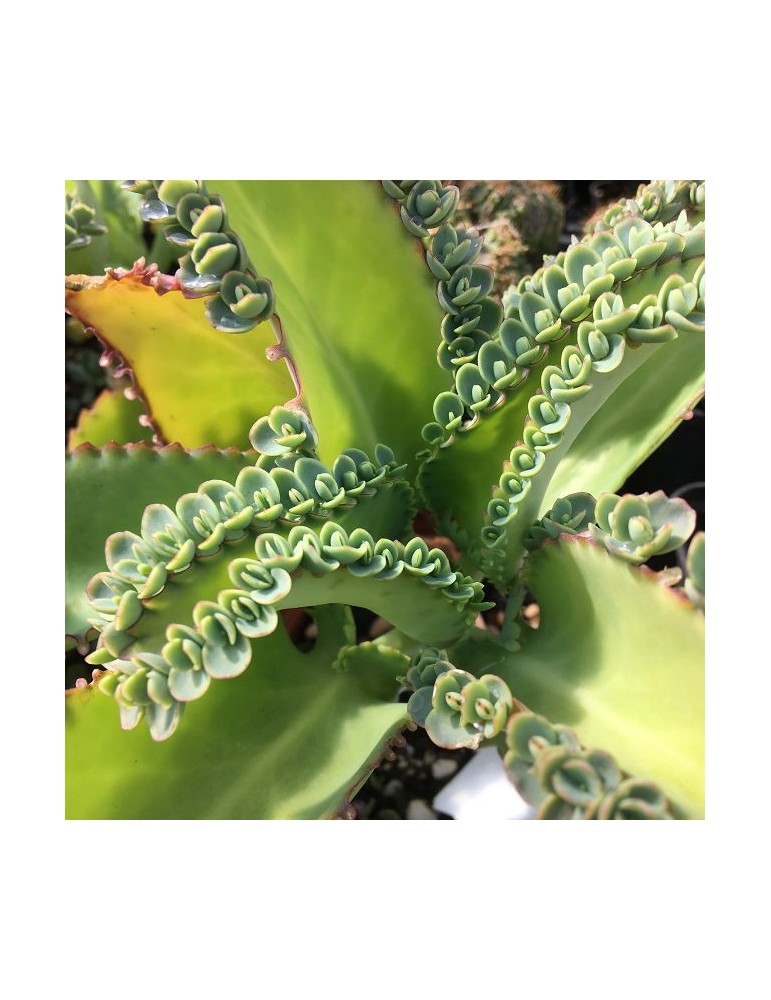 KALANCHOE laetivirens