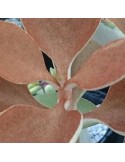 KALANCHOE orgyalis