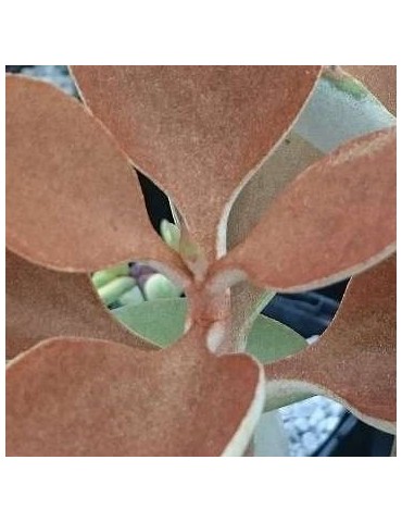 KALANCHOE orgyalis