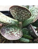 ADROMISCHUS cooperii