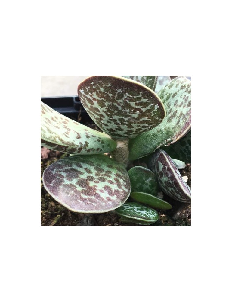 ADROMISCHUS cooperii