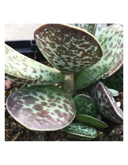 ADROMISCHUS cooperii