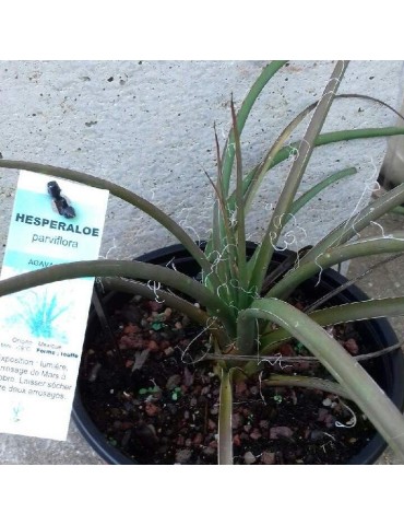 HESPERALOE parviflora 2